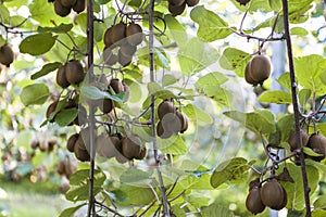 Bushes with ripe kiwi large fruits. Italy agritourism