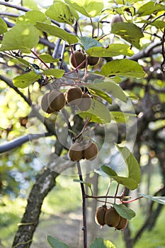 Bushes with ripe kiwi large fruits. Italy agritourism