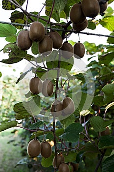 Bushes with ripe kiwi large fruits. Italy agritourism