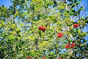 The bushes of ripe red luscious wild elderberry close up.Large lit July sun clusters.Adoxaceae family.Poisonous plant used in medi photo