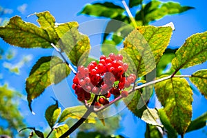 The bushes of ripe red luscious wild elderberry close up.Large lit July sun clusters.Adoxaceae family.Poisonous plant used in medi photo