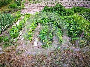 Bushes ripening strawberries.