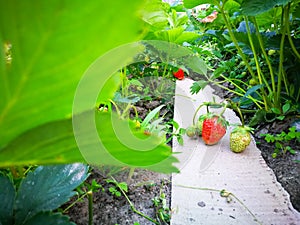 Bushes ripening strawberries.