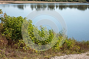 Bushes on the river bank