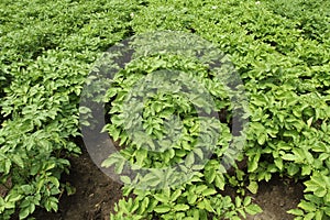 Bushes rows of potatoes