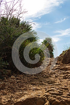 Bushes by the sea in Riserva Naturale dello Zingaro, Sicily, Italy