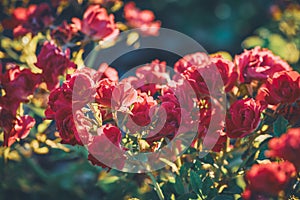 Bushes of small Miniflora red roses