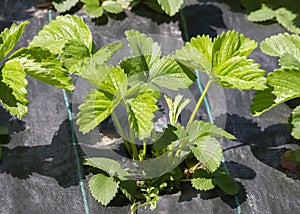 Bushes of strawberries outdoor