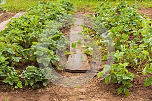 Bushes Strawberry With Sprouts In Garden