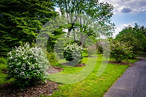 Bushes and trees along a walkway at Cylburn Arboretum, Baltimore