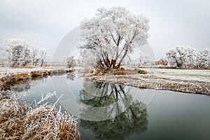 Bushes and trees coverd with hoarfrost