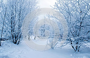 Bushes and trees covered with frost on a cloudy day