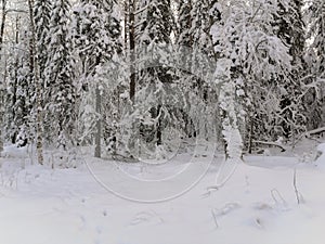 Bushes and trees covered with snow in winter forest on a frosty winter day