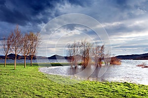 Bushes at Ullibarri Gamboa swamp