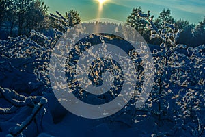 Bushes under the snow