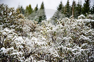 Bushes under the snow. Snow covered leaves in winter. Bush with green leaves covered with snow