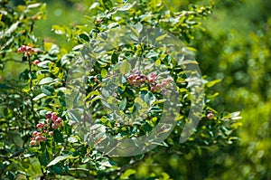 The bushes of unripe pink blueberries over green background