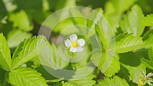 Bushes of unripe strawberries. Strawberry bush with white flowers in garden. Close up.