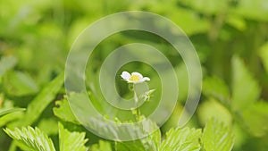 Bushes of unripe strawberries. Strawberry bush with white flowers in garden. Close up.