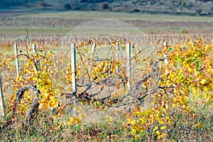 bushes vineyard plantation after harvest