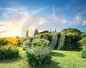 Bushes in Vorontsov garden