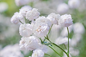 White flowers of Gypsophila paniculata photo