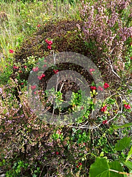 Bushes of wild cowberries