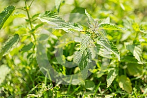 Bushes of wild nettle growing in nature