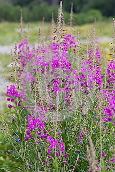 Bushes of willowherb on geen field in the summertime