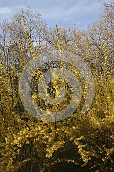 Bushes of Yellow Flowers