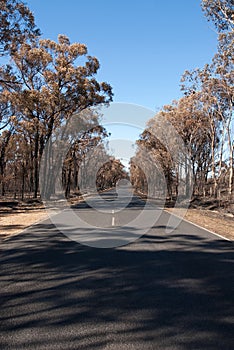 After the Bushfire