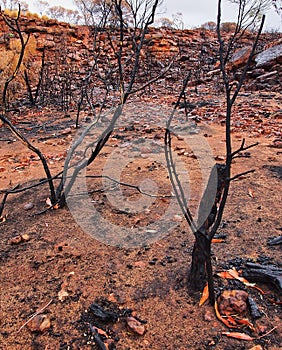 Bushfire Aftermath; Australia`s Red Centre