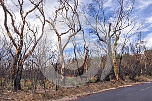 Bushfire Aftermath in the Blue Mountians/Australia