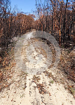 Bushfire aftermath