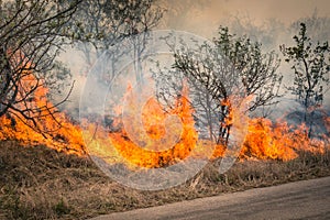 Bushfire burning at Kruger Park in South Africa