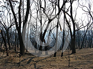 After the bushfire