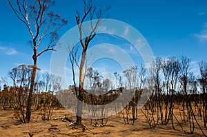 Bushfire Burnt Trees