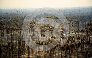Bushfire Burnt Trees