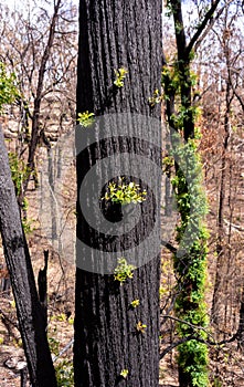 Bushfire recovery and tree regrowth from Australian bush fires