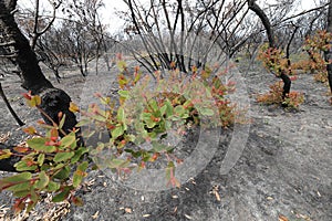 Bushfire regrowth