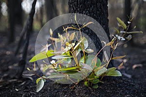 Bushfire regrowth from burnt bush in Australia