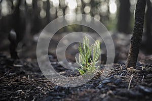 Bushfire regrowth from burnt bush in Australia