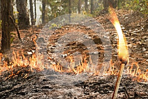 Bushfire in forest ,Thailand
