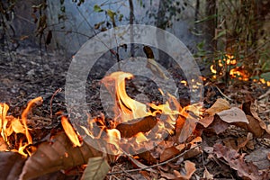 Bushfires in tropical forest release carbon dioxide (CO2) emissions and other greenhouse gases (GHG). photo