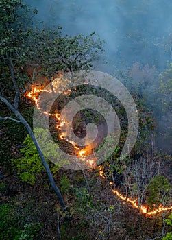 Bushfires in tropical forest release carbon dioxide (CO2) emissions and other greenhouse gases (GHG) photo