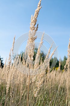 bushgrass in the field, close-up.