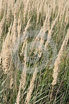 bushgrass in the field, close-up.