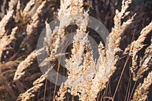 bushgrass in the field, close-up.