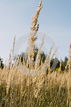 bushgrass in the field, close-up.