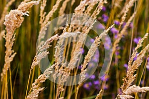 Bushgrass field wild grass and daisy flower movement under the wind in sunset light countryside meadow